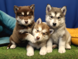 Alaska Malamute  Alaska Kurdu  Yavruları