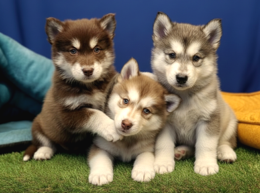 Alaska Malamute  Alaska Kurdu  Yavruları görsel