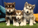 Alaska Malamute  Alaska Kurdu  Yavruları