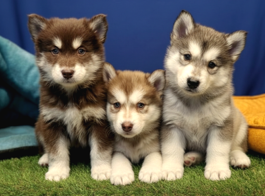 Alaska Malamute  Alaska Kurdu  Yavruları görsel