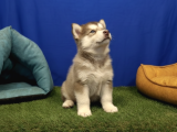 Alaska Malamute  Alaska Kurdu  Yavruları