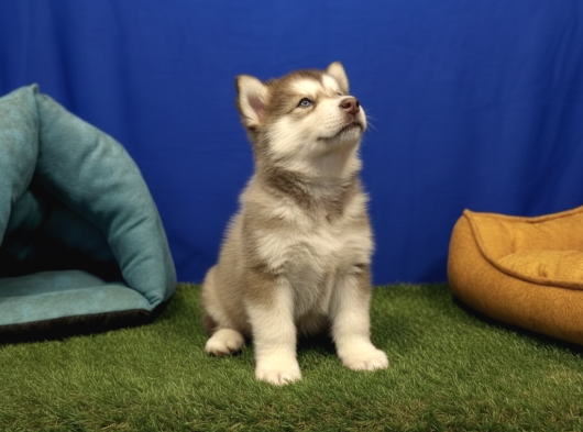 Alaska Malamute  Alaska Kurdu  Yavruları görsel