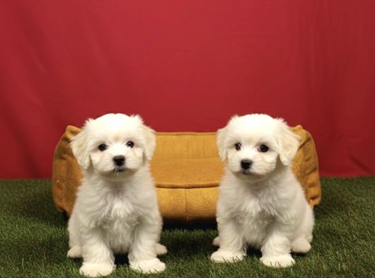 Pamuk Gibi Maltese Terrier Yavrularımız görsel