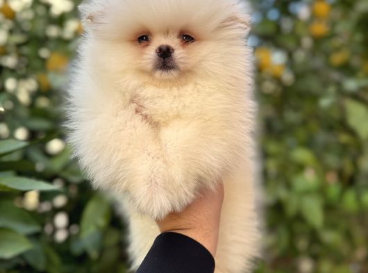 Üst Kalite Pomeranian Bebekler Irk Ve Sağlık Garantili
