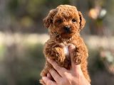 miNİBOY TEACUP POODLE VETERİNER KONTROLLÜ