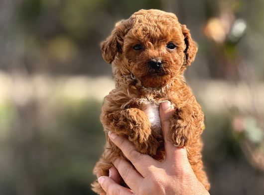 Mini̇boy Teacup Poodle Veteri̇ner Kontrollü