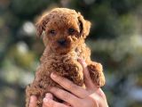 Mini̇boy Teacup Poodle Veteri̇ner Kontrollü