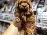 Üst kalite kore kan kg garantili toy poodle