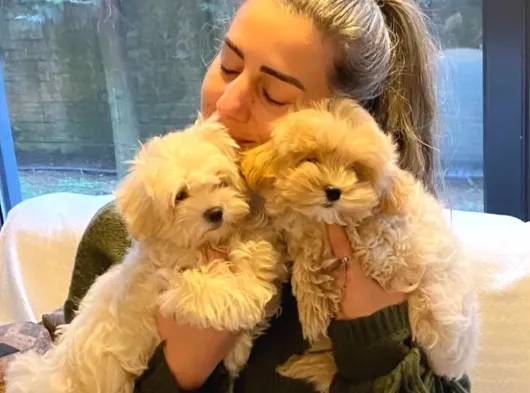 Turkiyenin en özel MALTİPOO yavrulari İstanbul