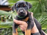 HIRS KÜPÜ DOBERMAN YAVRULAR