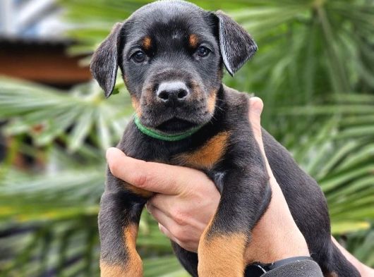Hirs Küpü Doberman Yavrular
