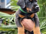 Kalin Kemi̇k Yapili Dobermanlar