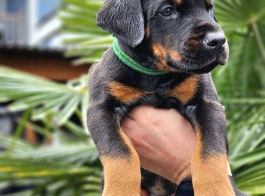 Kalin Kemi̇k Yapili Dobermanlar görsel