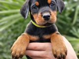 KALIN KEMİK YAPILI DOBERMANLAR