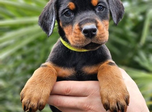 Kalin Kemi̇k Yapili Dobermanlar