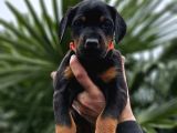 Hirs Küpü Doberman Yavrular