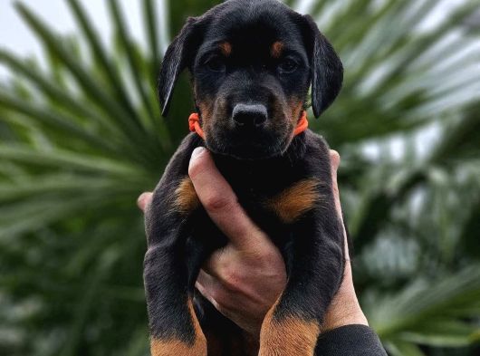 Hirs Küpü Doberman Yavrular görsel