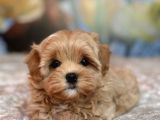 DÜĞME BURUNLU MALTİPOO YAVRULAR
