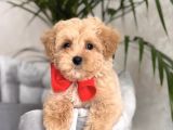 0 BURUNLU MALTİPOO YAVRULAR