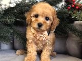 ŞAŞKIN SURATLI MALTİPOO YAVRULAR