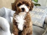 PARTY COLOR MALTİPOO BEBEKLER