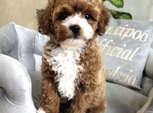 Party Color Malti̇poo Bebekler