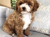 Party Color Malti̇poo Bebekler