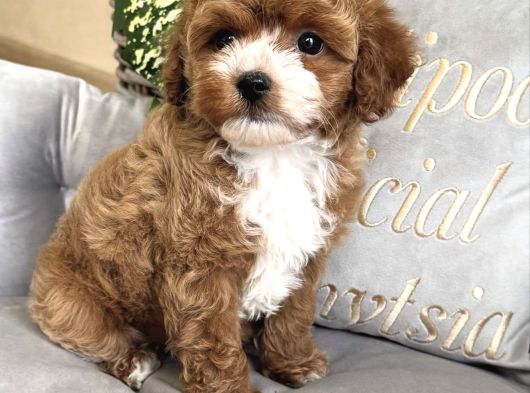 Party Color Malti̇poo Bebekler görsel
