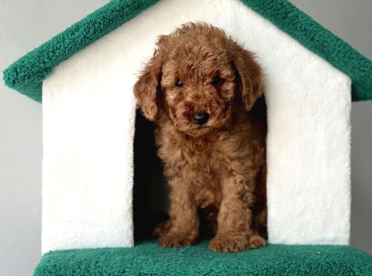 Toy Poodle Bebeklerimiz görsel