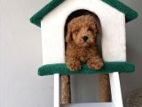 Toy Poodle Bebeklerimiz