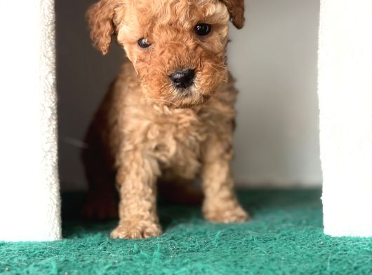 Toy Poodle Bebeklerimiz