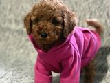 Toy Poodle Bebeklerimiz