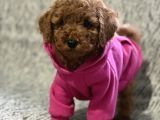 Toy poodle bebeklerimiz
