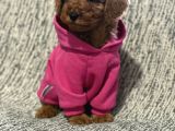 Toy Poodle Bebeklerimiz