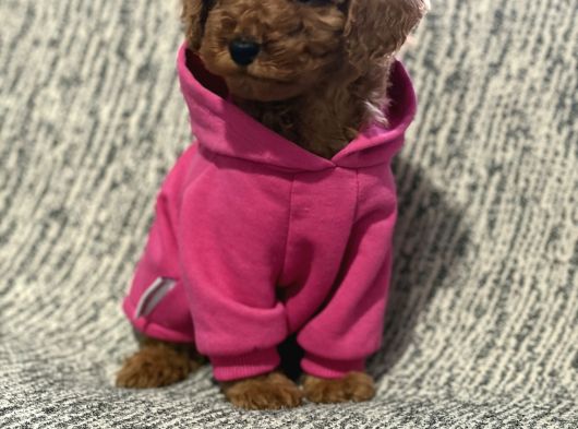 Toy Poodle Bebeklerimiz görsel