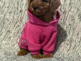 Toy Poodle Bebeklerimiz