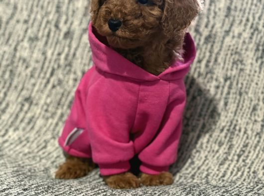 Toy Poodle Bebeklerimiz görsel