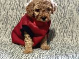 Toy Poodle Bebeklerimiz