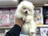 Üst Kalite Pomeranian Bebekler Için Arayabilirsiniz