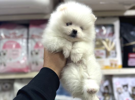 Üst Kalite Pomeranian Bebekler Için Arayabilirsiniz görsel