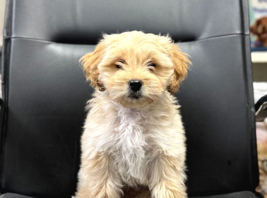 Aşılı Eğitimli Maltipoo Bebek Yeni Evine Hazır