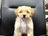 Maltipoo bebekler aşılı eğitimli