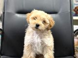 Aşılı Eğitimli Maltipoo Bebek Yeni Evine Hazır