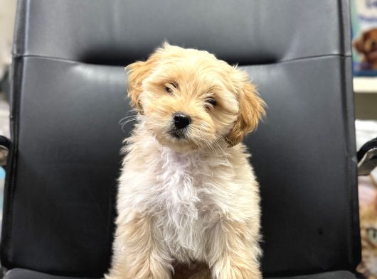 Aşılı Eğitimli Maltipoo Bebek Yeni Evine Hazır görsel