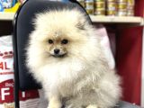 Üst Kalite Pomeranian Bebekler Irk Ve Sağlık Garantili