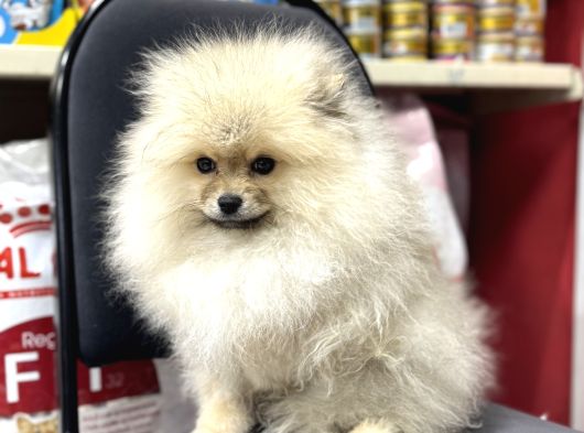 Üst Kalite Pomeranian Bebekler Irk Ve Sağlık Garantili görsel