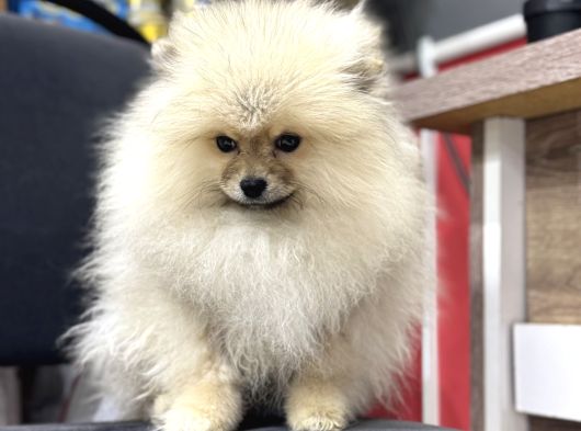 Üst Kalite Pomeranian Bebekler Irk Ve Sağlık Garantili görsel