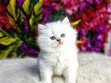 Orji̇nal Brtüish Longhair Yavrular