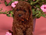 Sağlıklı Aşılı Ve Sosyal Toy Poodle Yavrular  Yeni Yuvalar