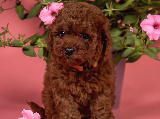 Sağlıklı Aşılı Ve Sosyal Toy Poodle Yavrular  Yeni Yuvalar görsel